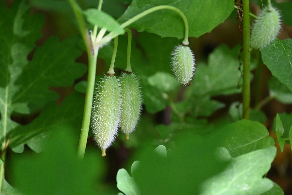 2025-06018804 Acton Arboretum, MA.JPG - Wood Poppy. Acton Arboretum, MA, 6-1-2025